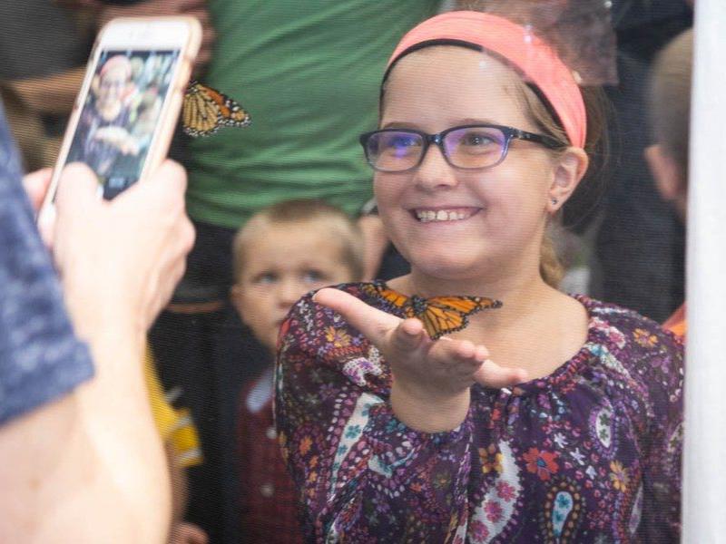 Great Insect Fair 2018 - Girl in butterfly tent