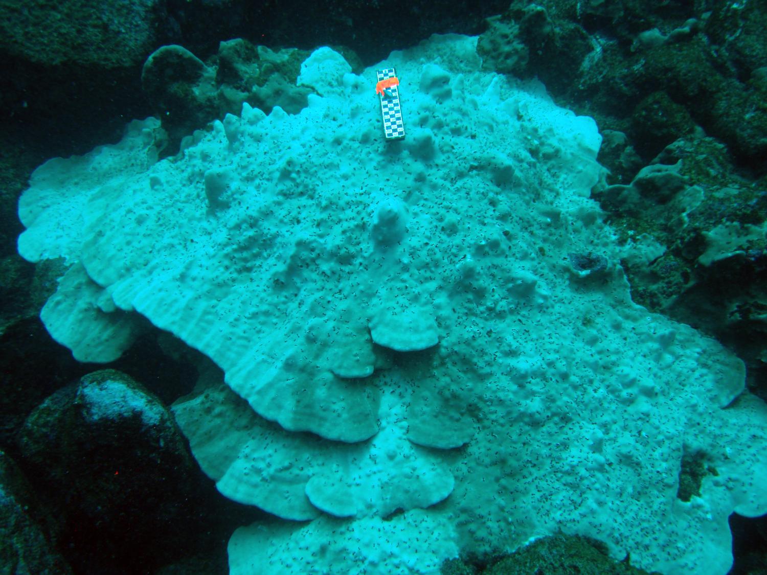 Bleached coral in the Galapagos Islands
