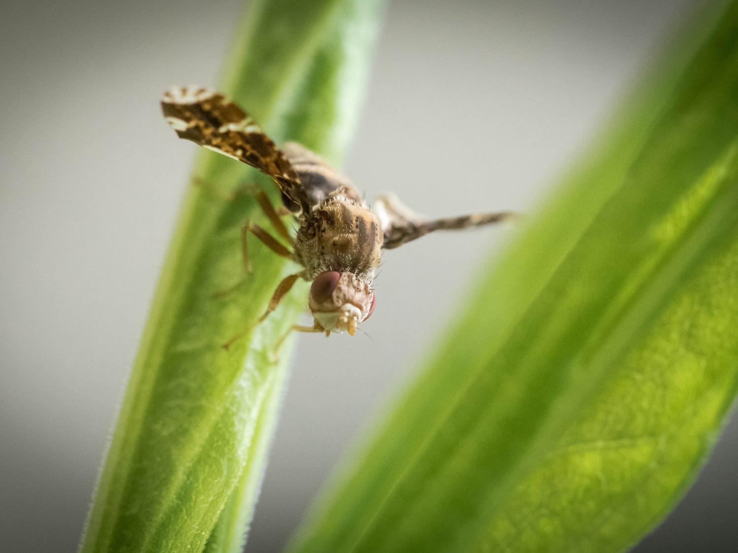 Gall fly on a plant