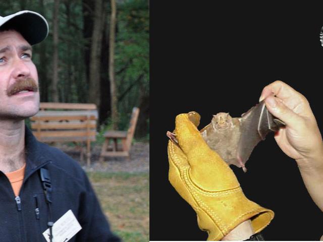 bat researchers