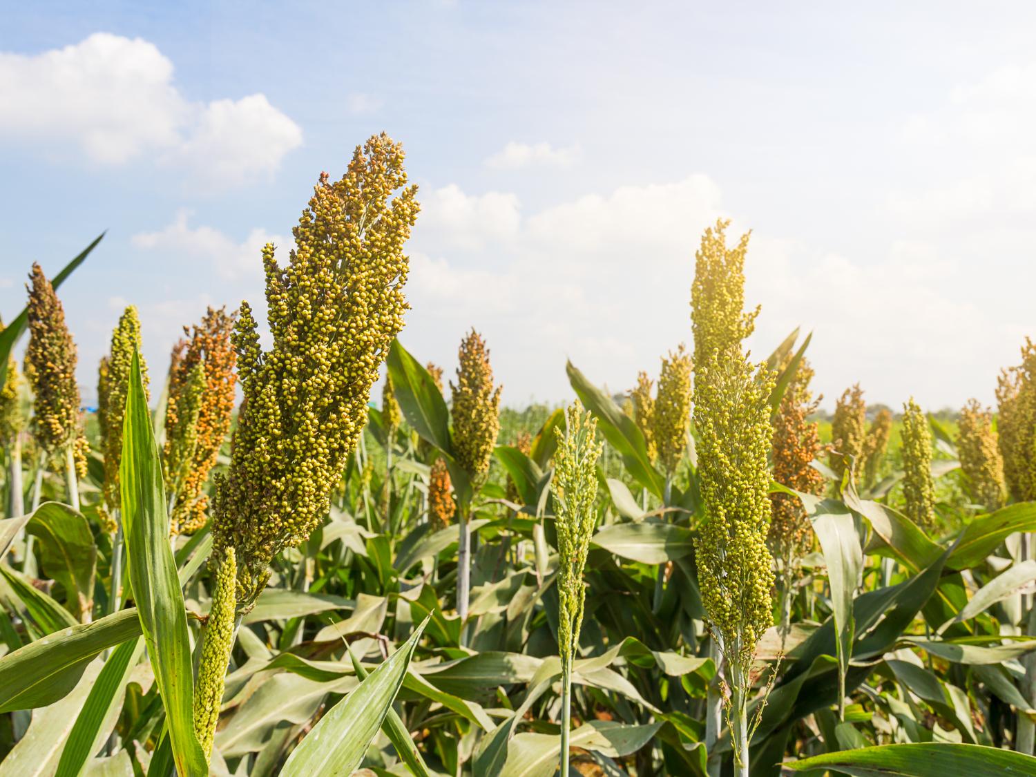 sorghum