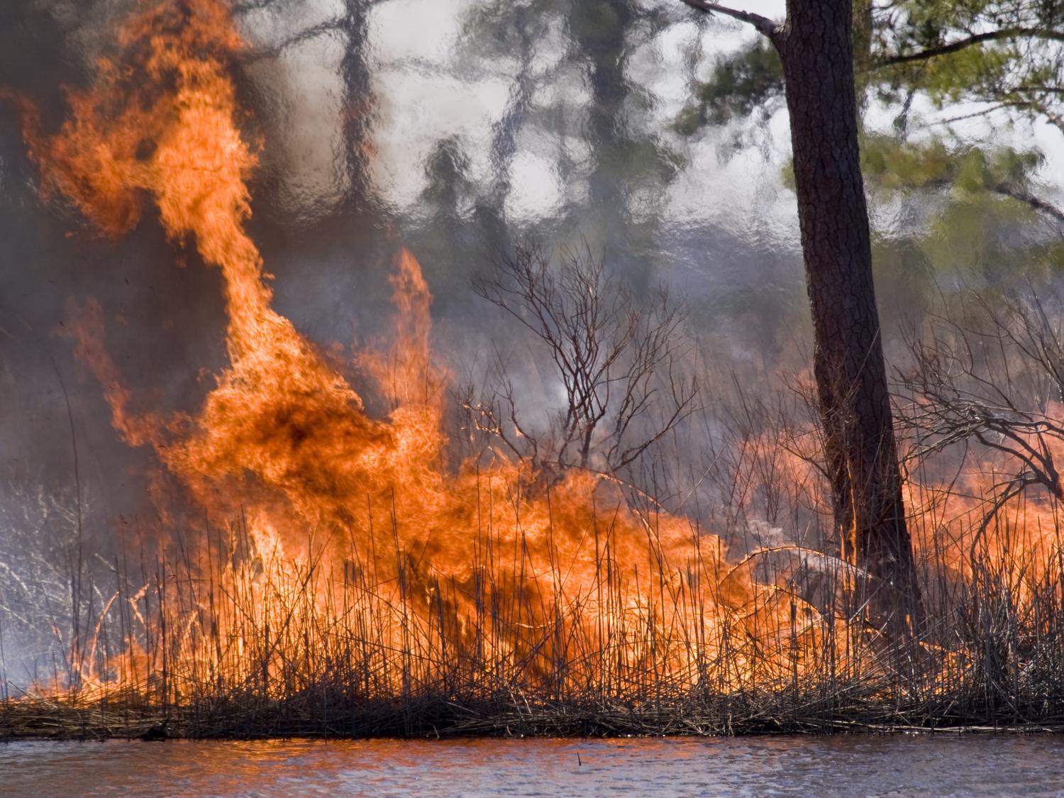 low-burning fire along marsh