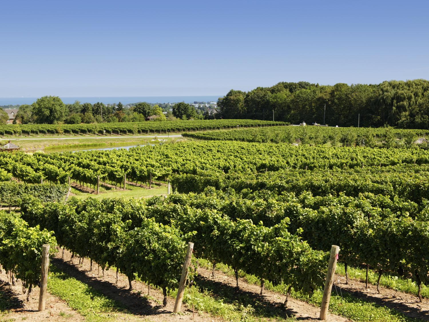 Niagra vinyard