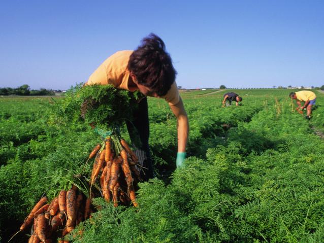 Farmworkers stock image
