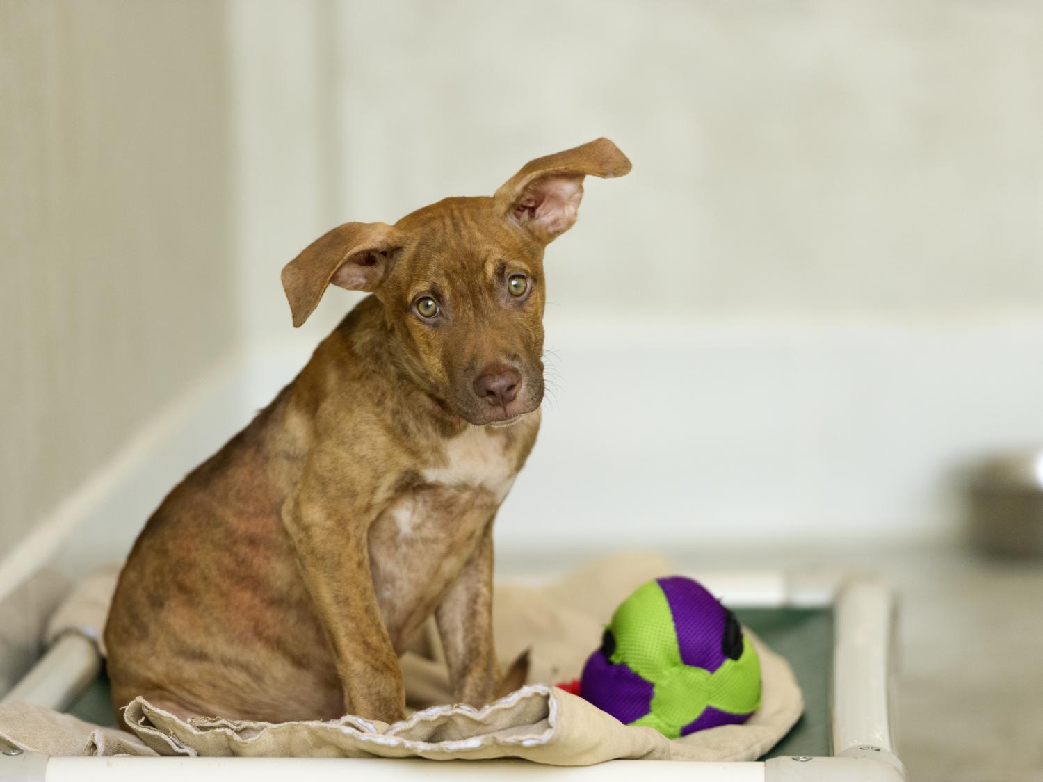 Dog at rescue shelter