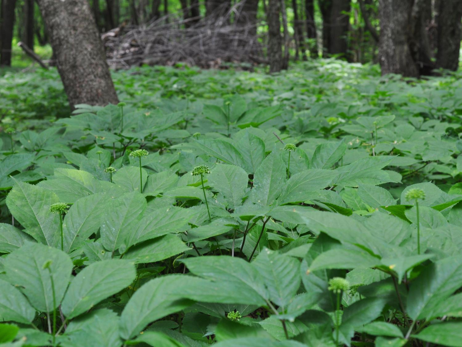 forest farming