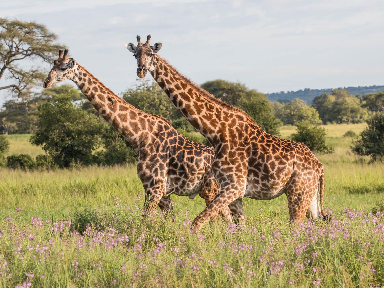 Giraffes in the Tarangire National Park, Tanzania.