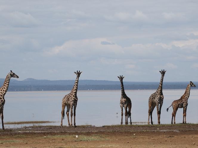 Groups of giraffes in Tanzania.