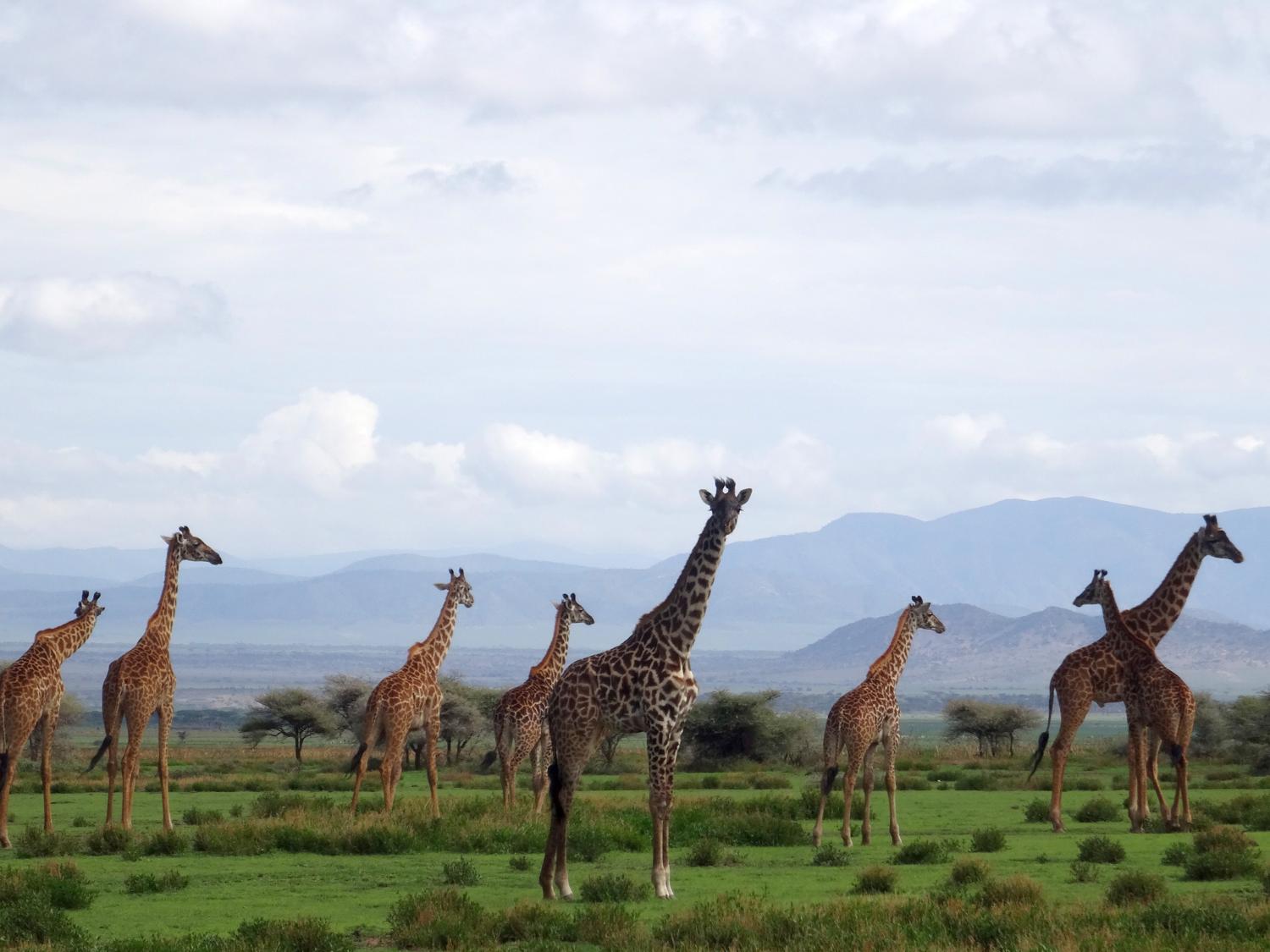 Group of giraffes in Tanzania