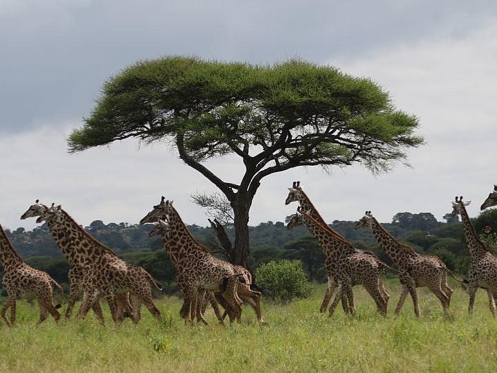 group of giraffes in front of a tree