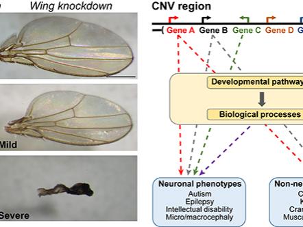 Effect of knocking down CNV genes in eye and wing.