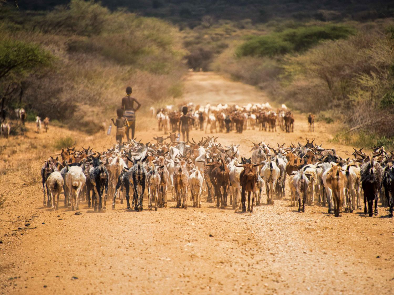 goats and herder on dusty road