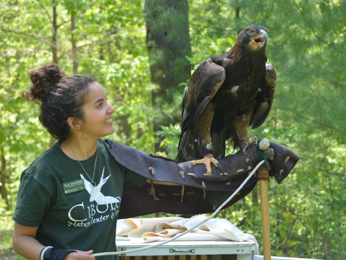 Golden Eagle