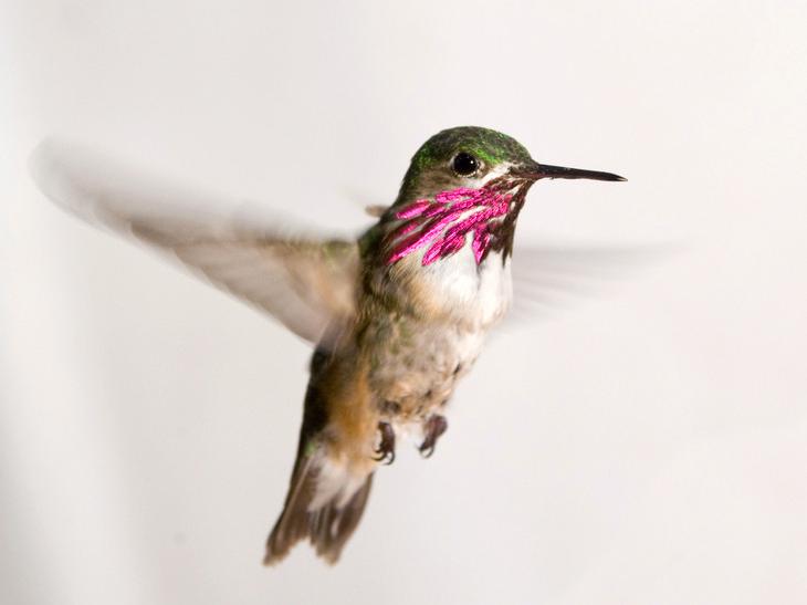 A hummingbird flaps its wings