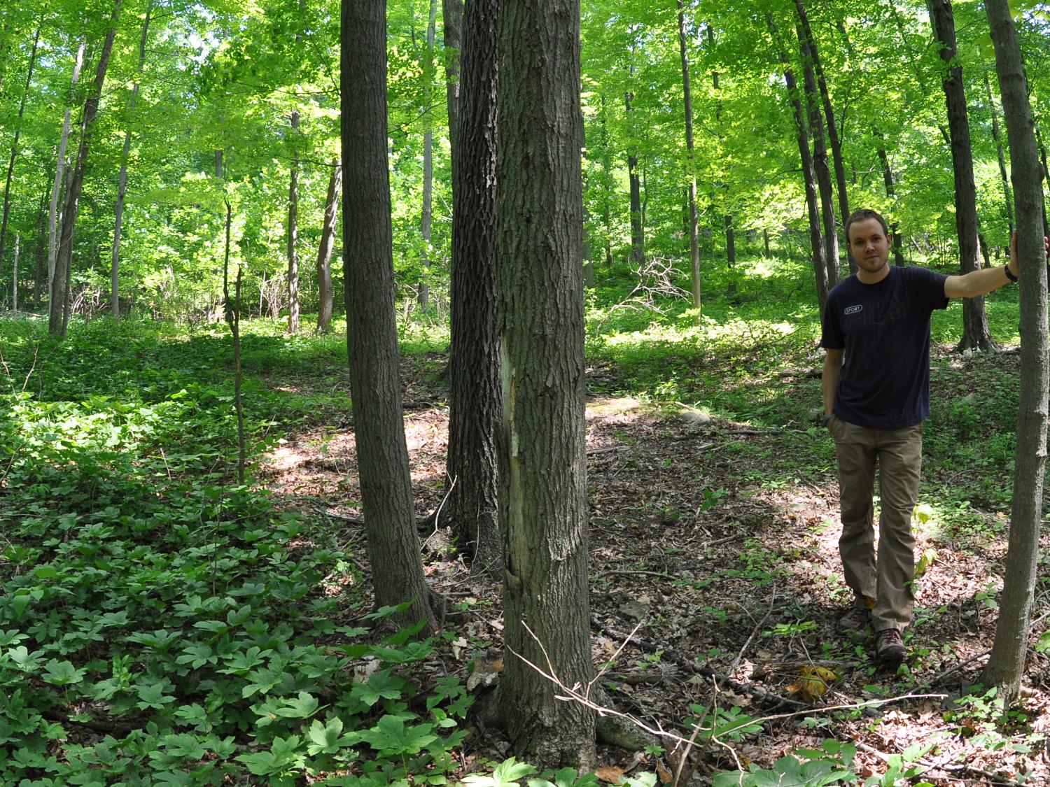 researcher with goldenseal