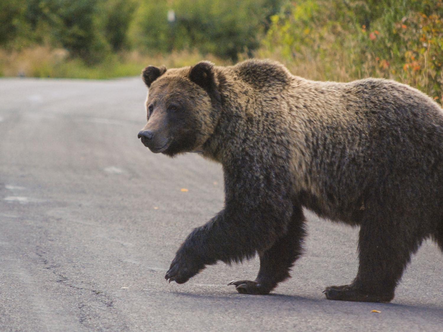 A grizzly bear walks across the road in Grand Teton National Park