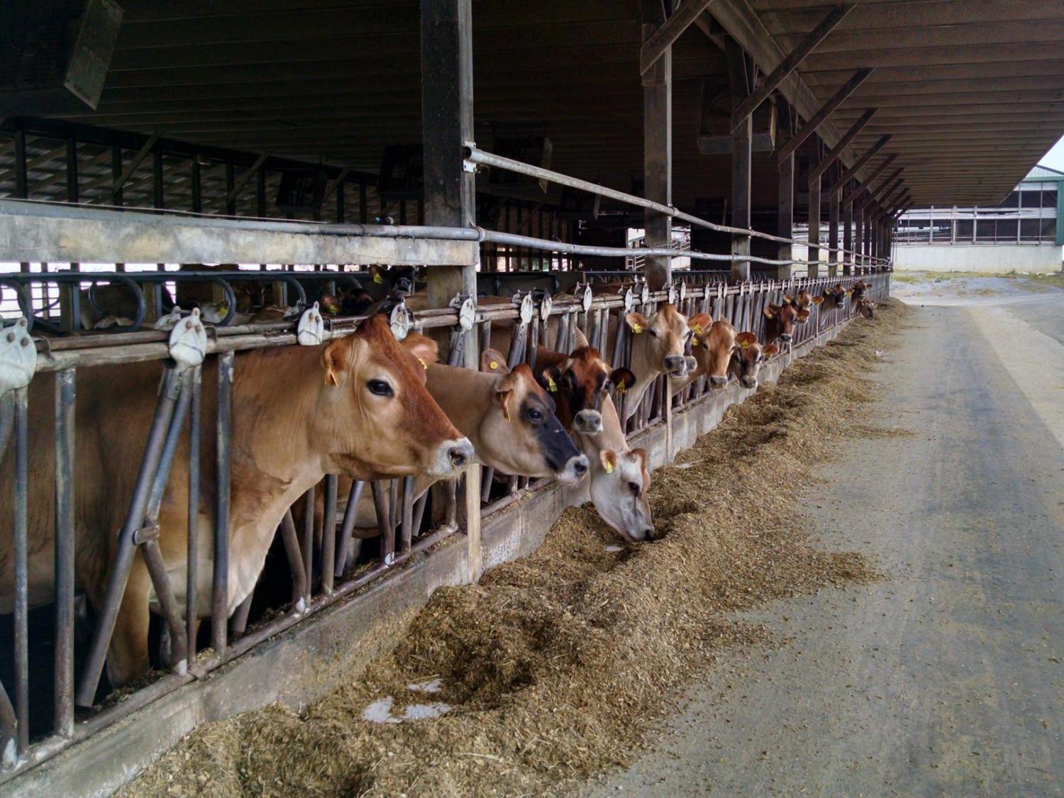 line of brown cows eating