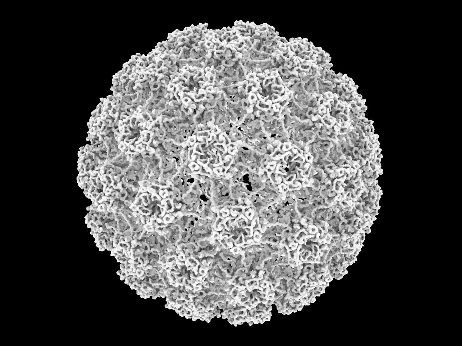 Electron micrograph of human papillomavirus from a wart