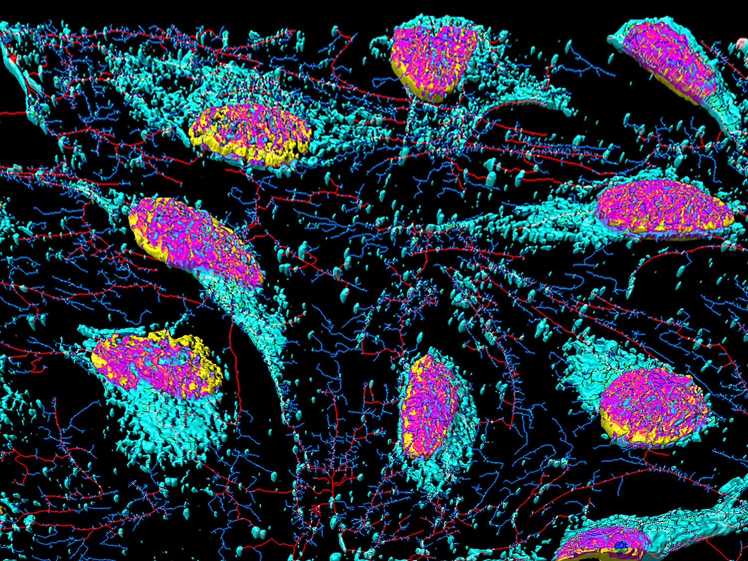 Hela cells colored pink and turquoise