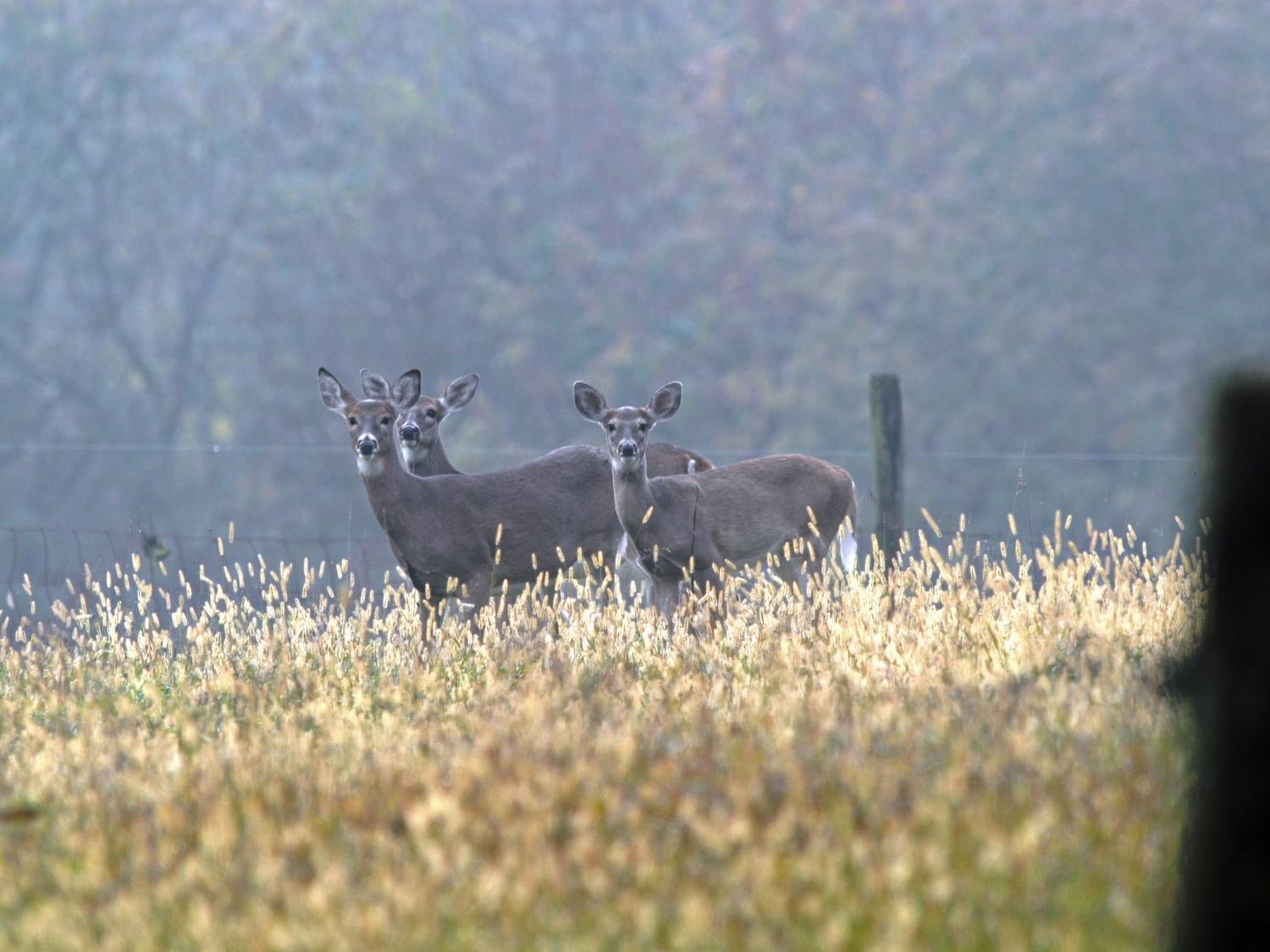 three doe