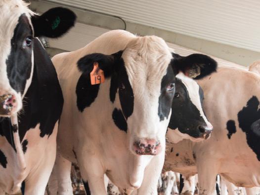 line of Holstein steers