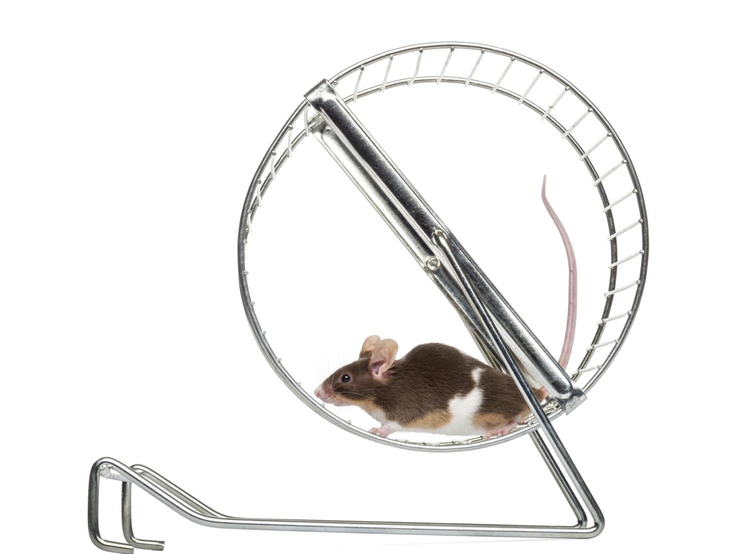 header mouse exercising