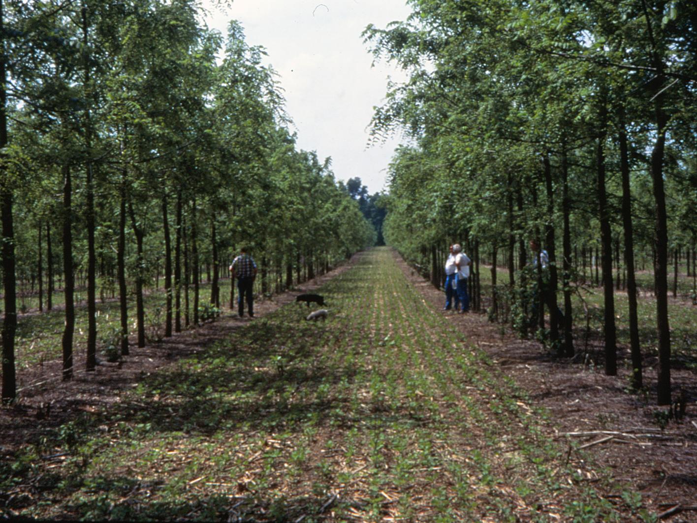 agroforestry