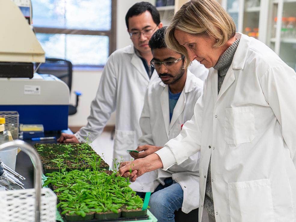 lab group, plant stress research