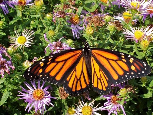 pollinater at arboretum