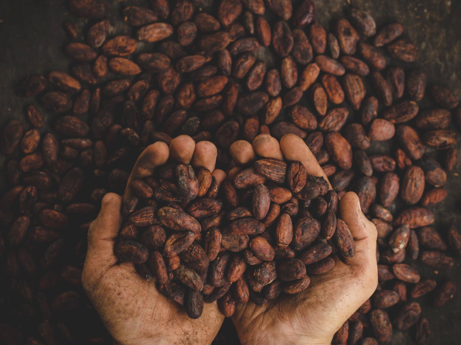 cocoa beans in hands