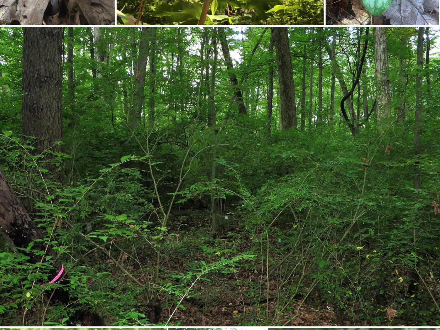 invasive species collage