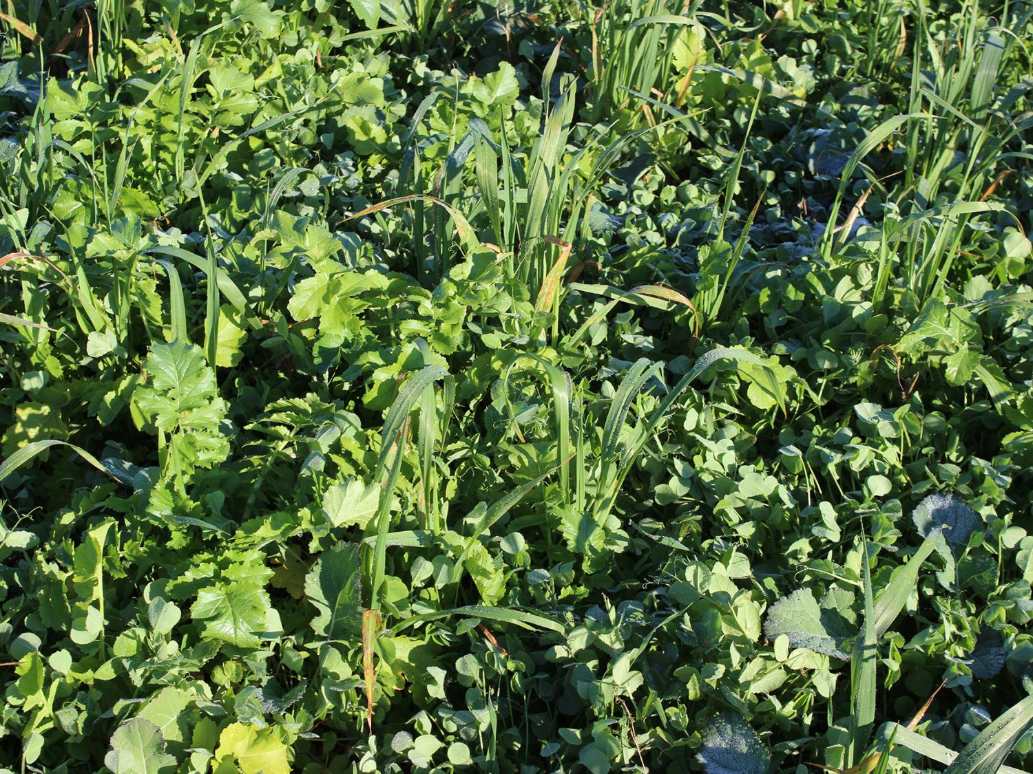 cover crop mixture