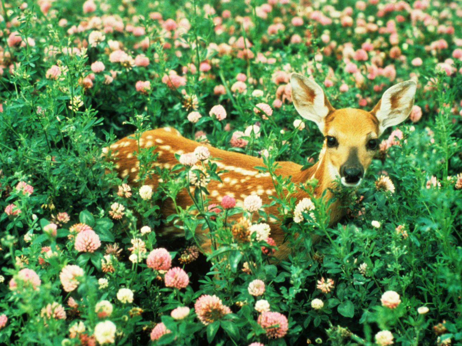 Fawn sitting in the middle of patch of clover