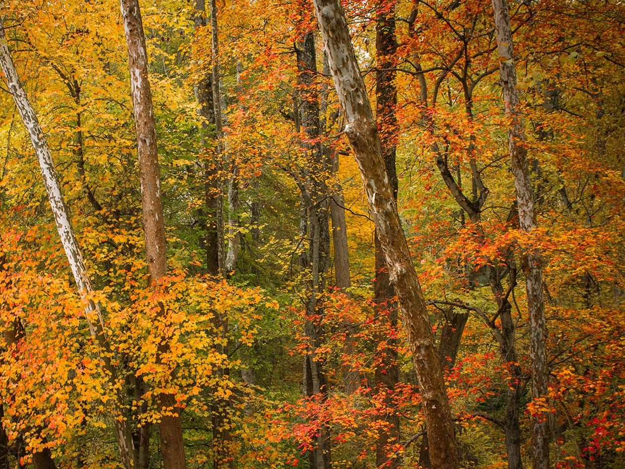 muted foliage