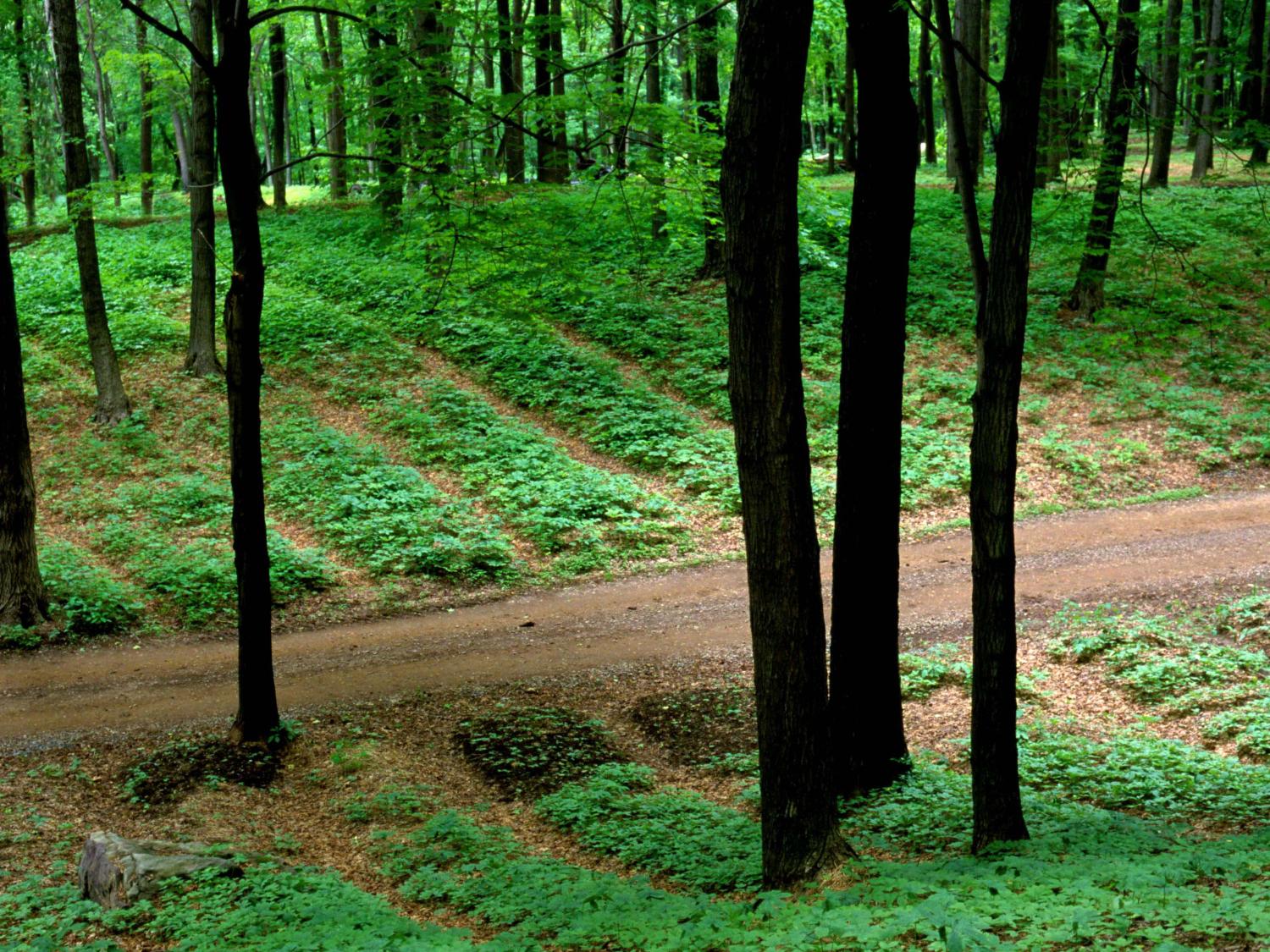 rows of ginseng