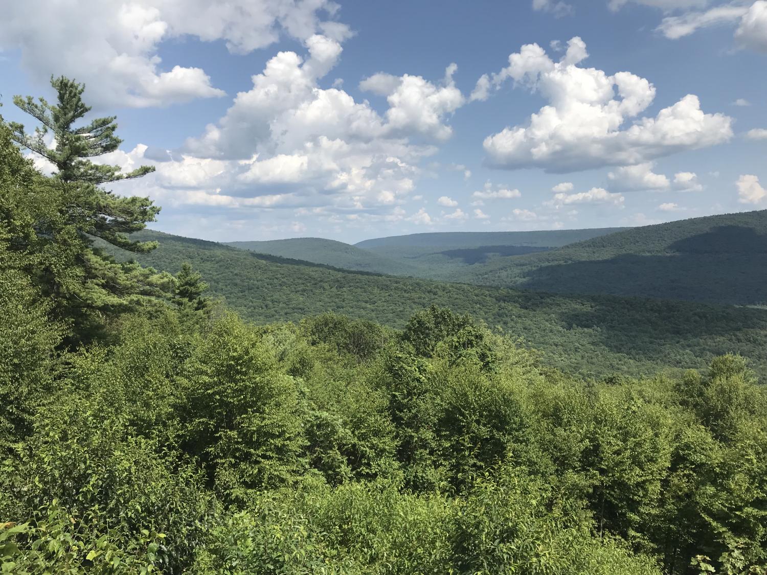 Pennsylvania forest vista