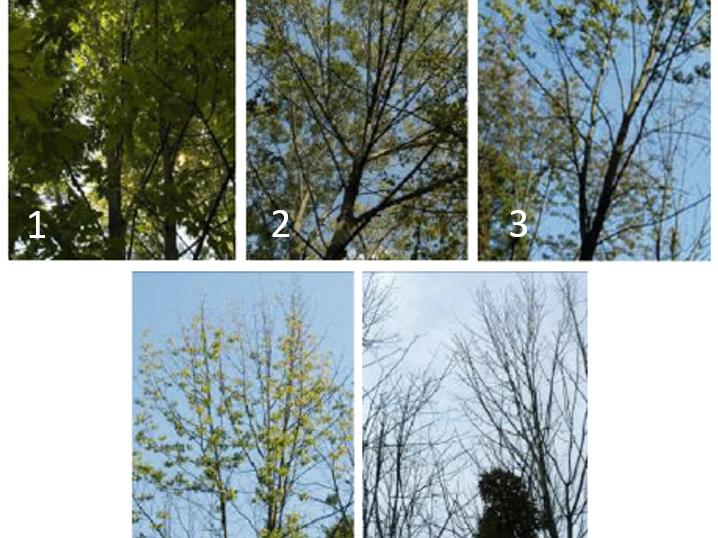 ash tree death spiral