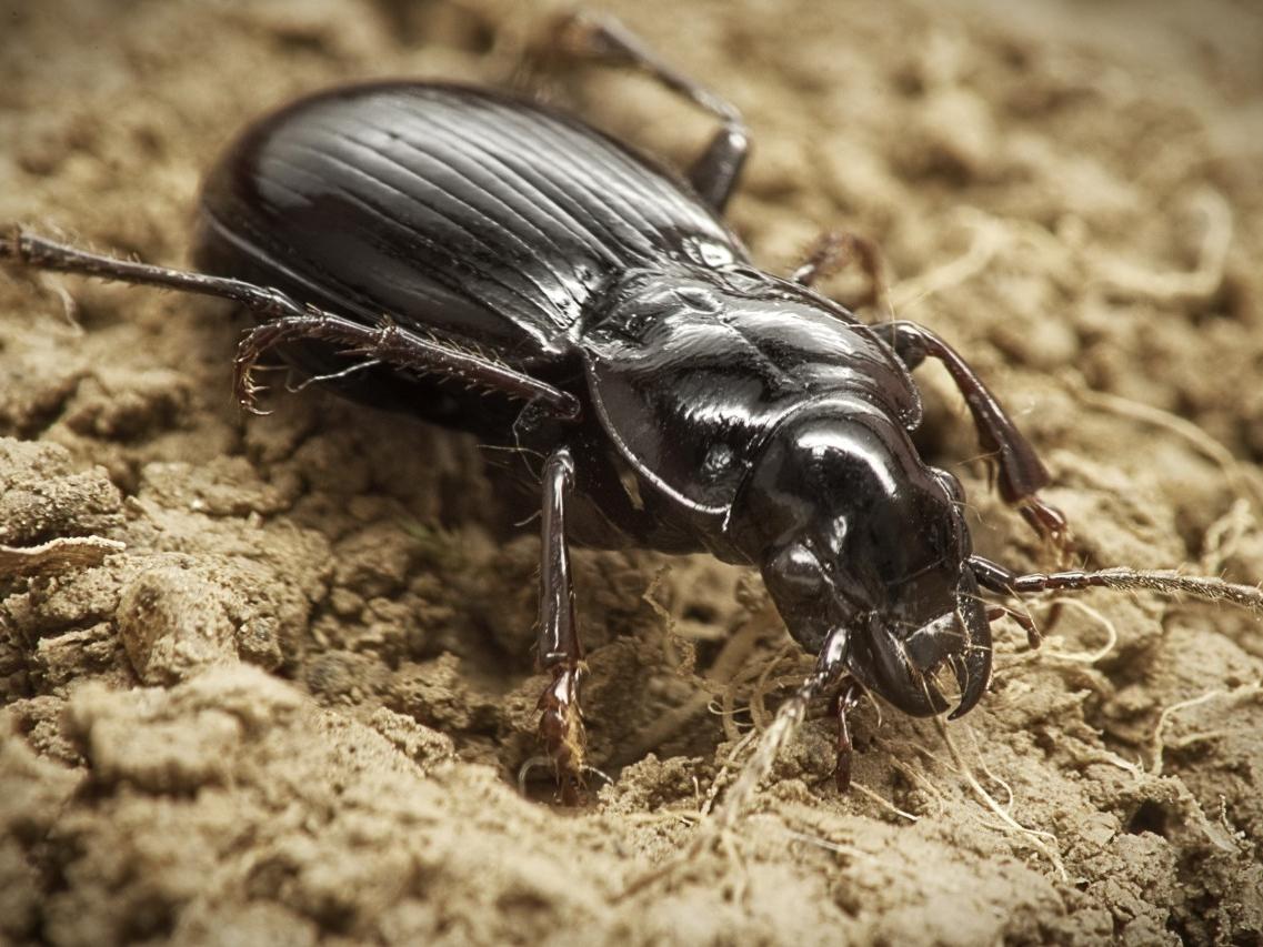 ground beetle, Nick Sloff