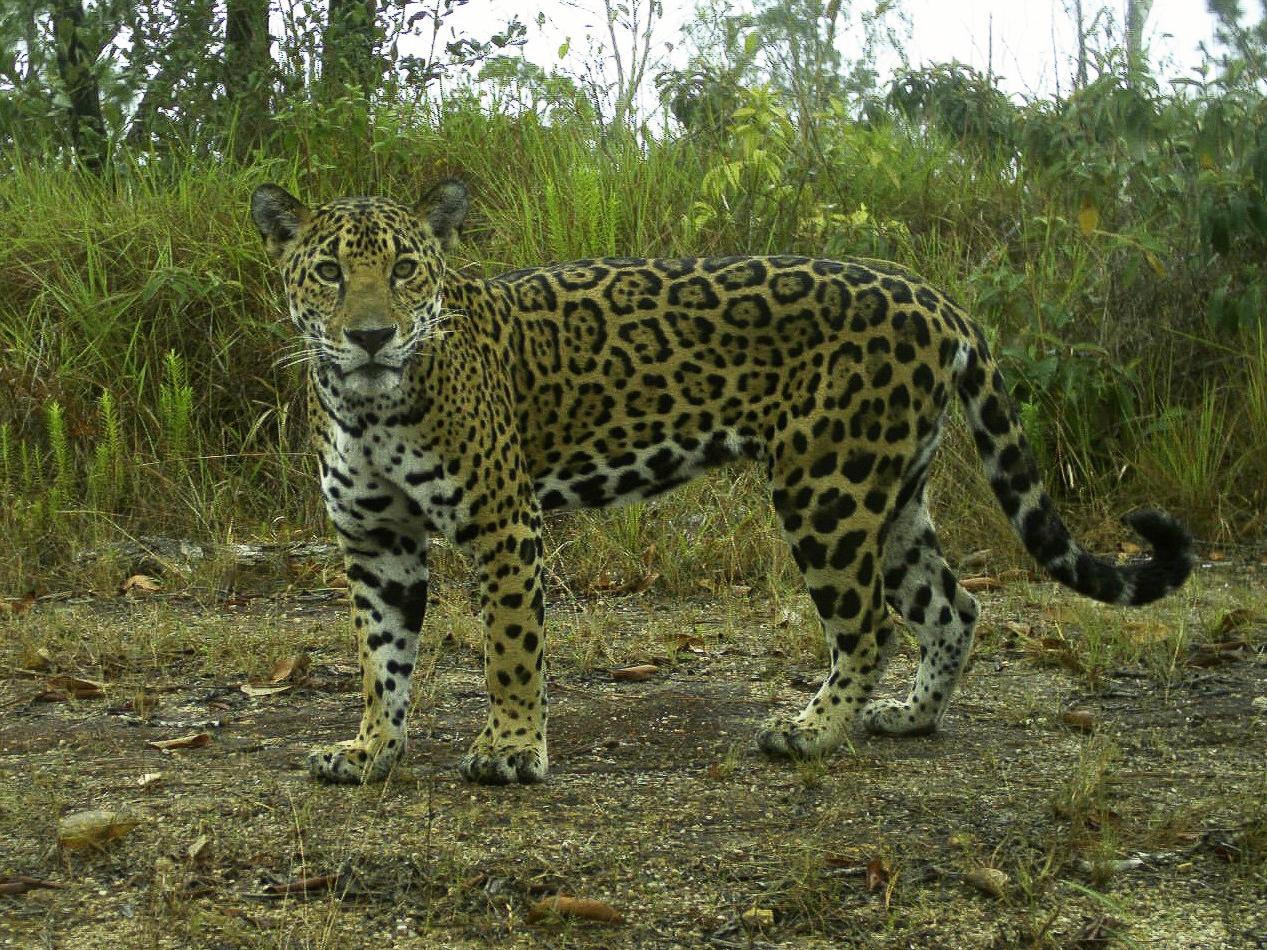 jaguar in Belize