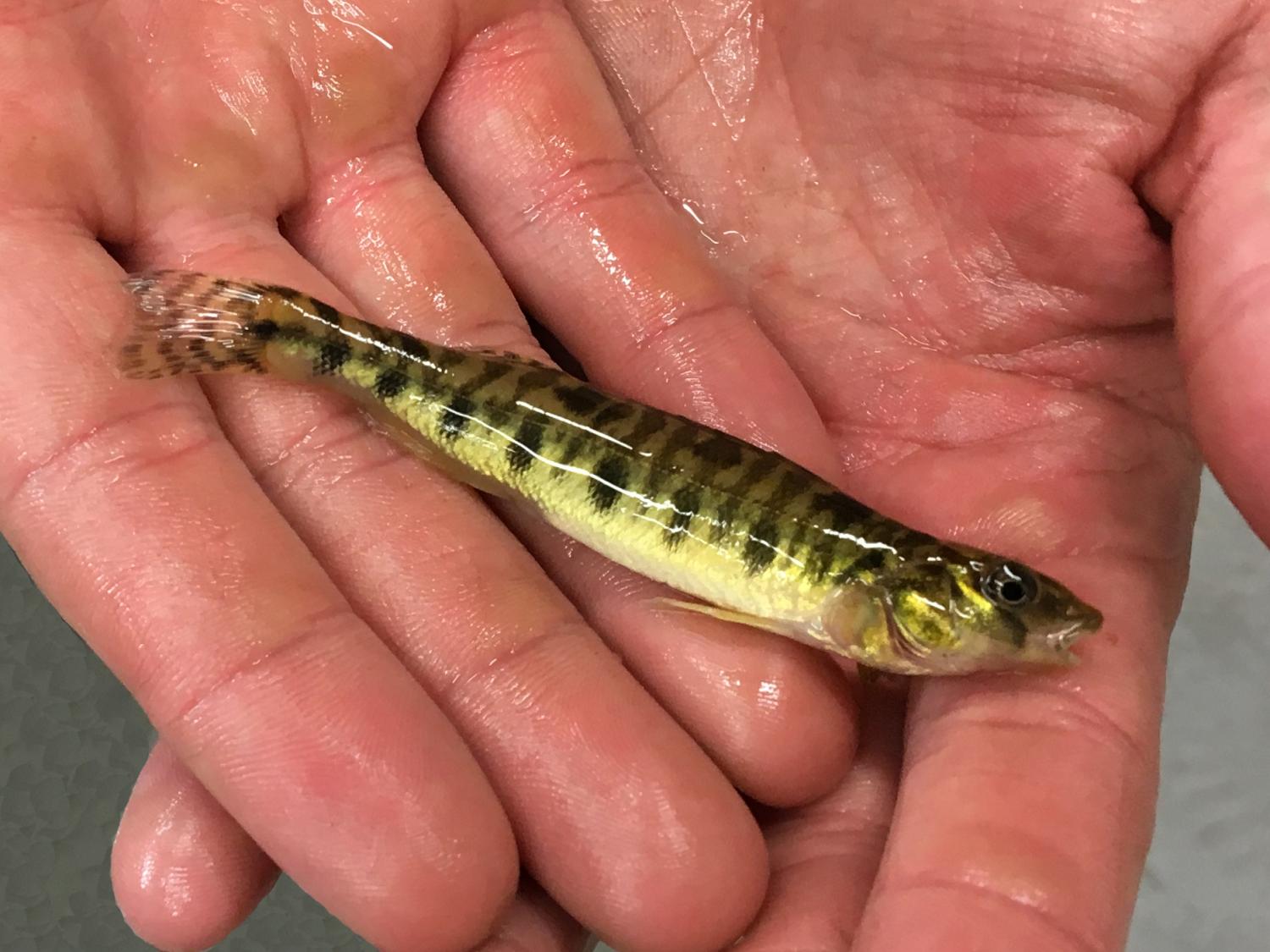 logperch in hands
