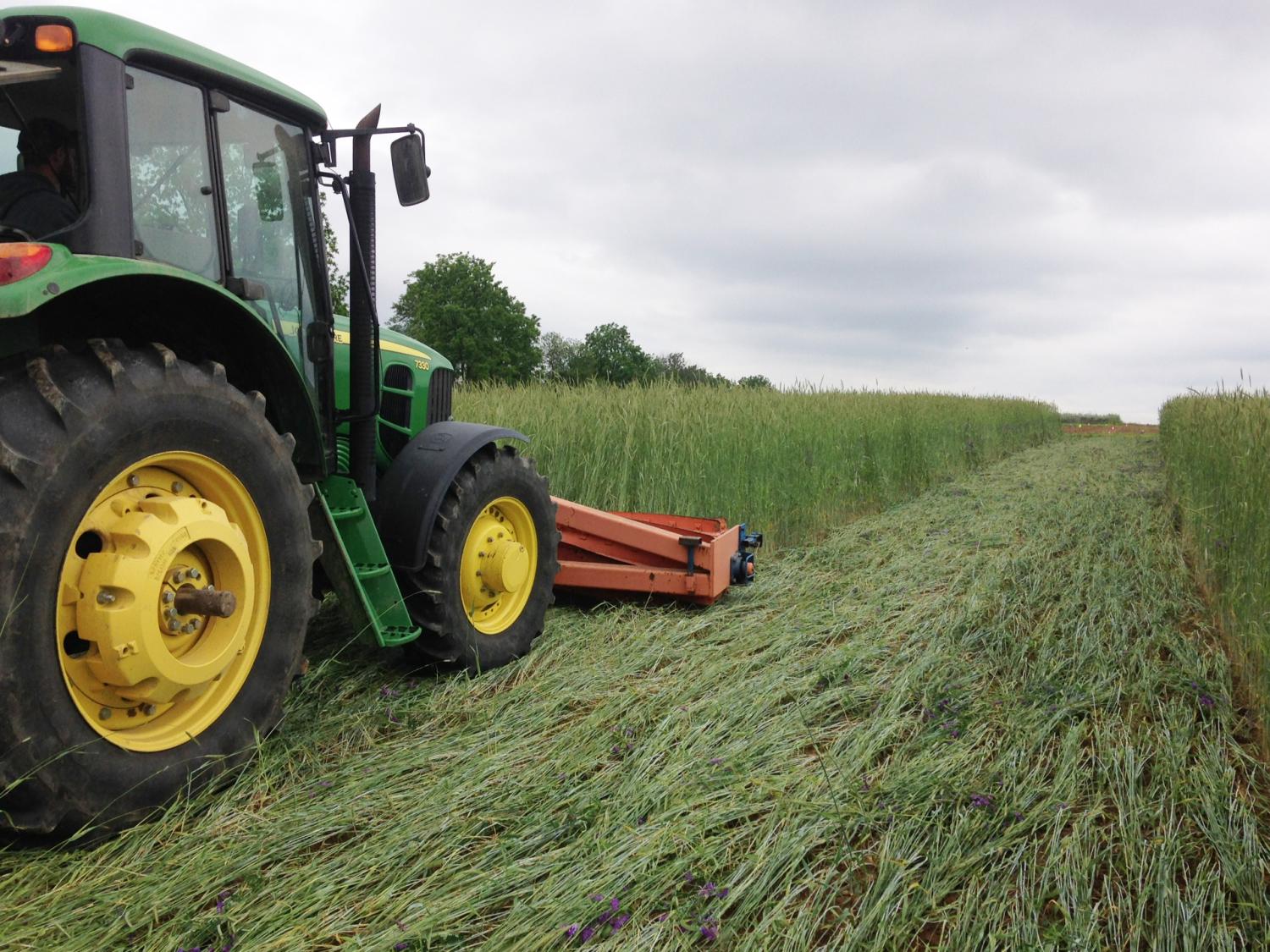 crimping ryegrass