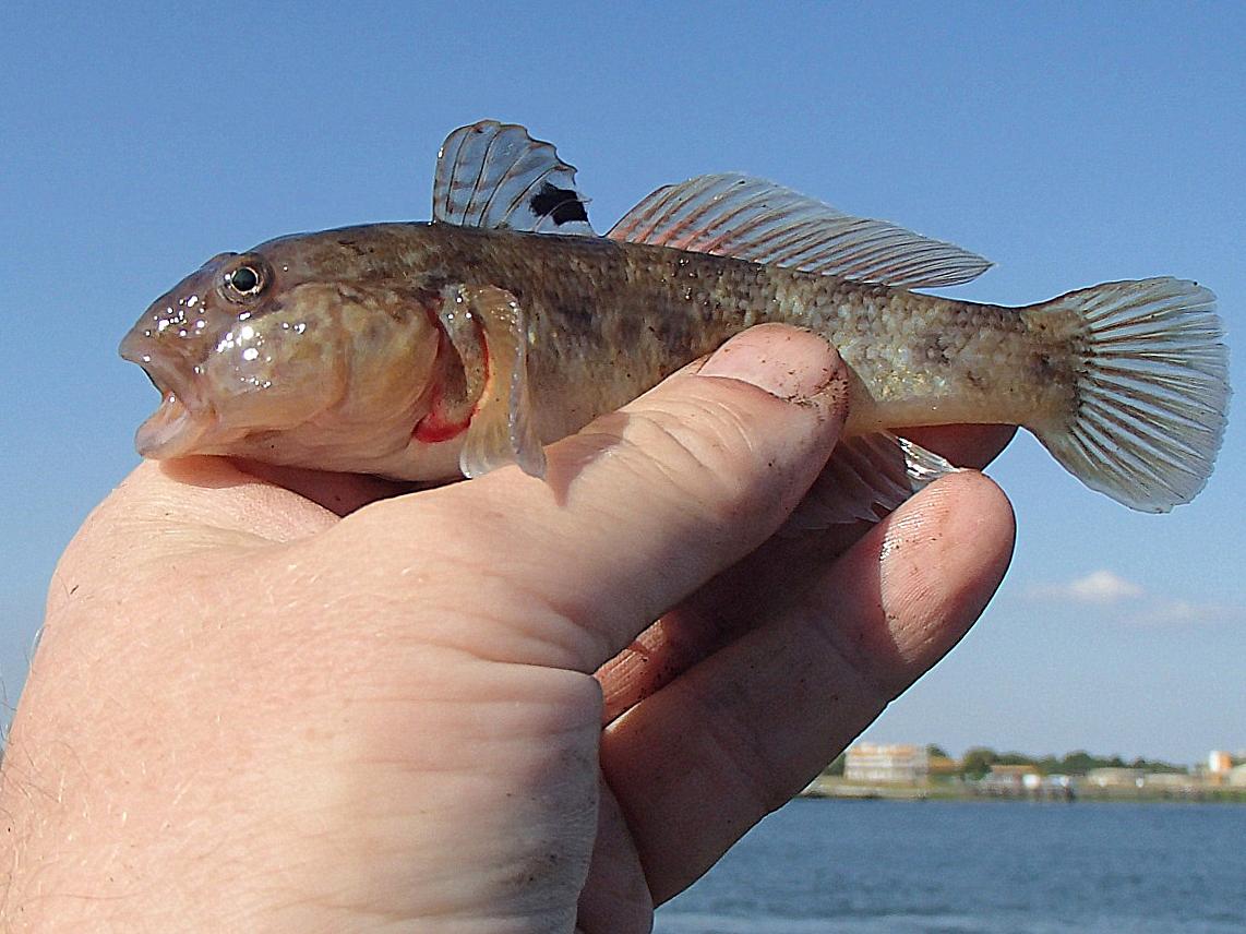 round goby