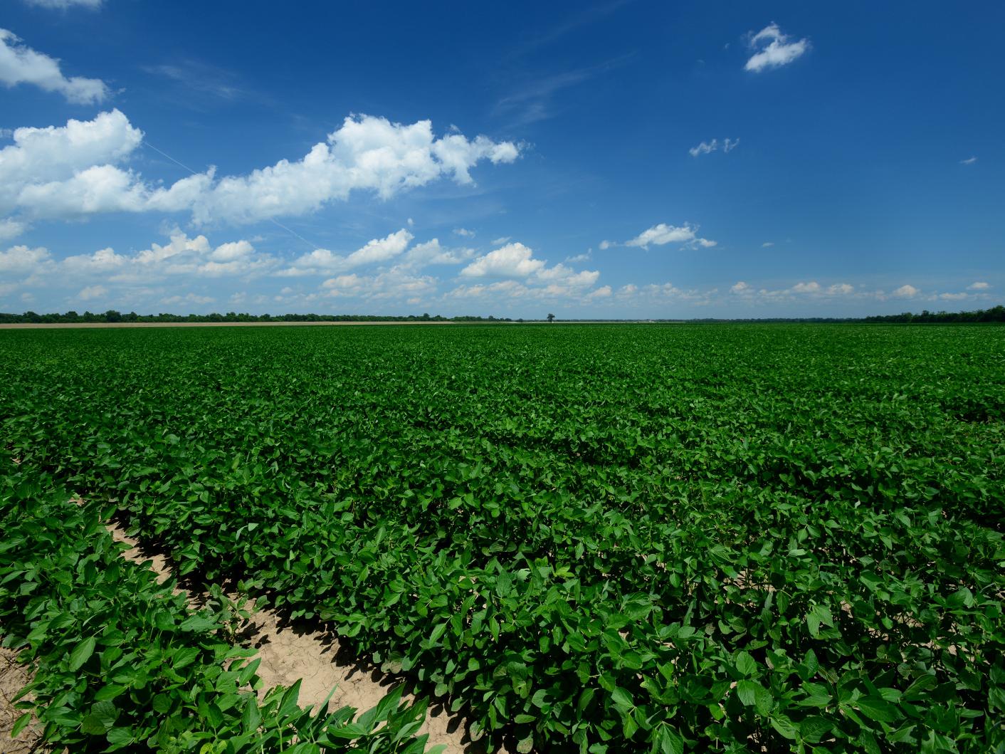 soybean field