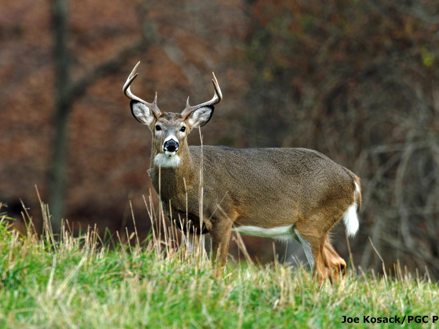 big buck