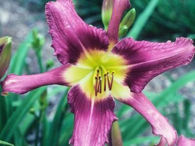 Daylily Fuchsia Fashion