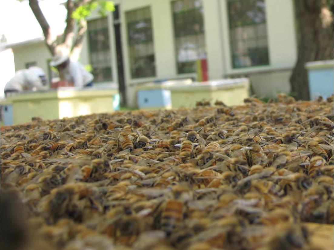 honey bees and beekeepers