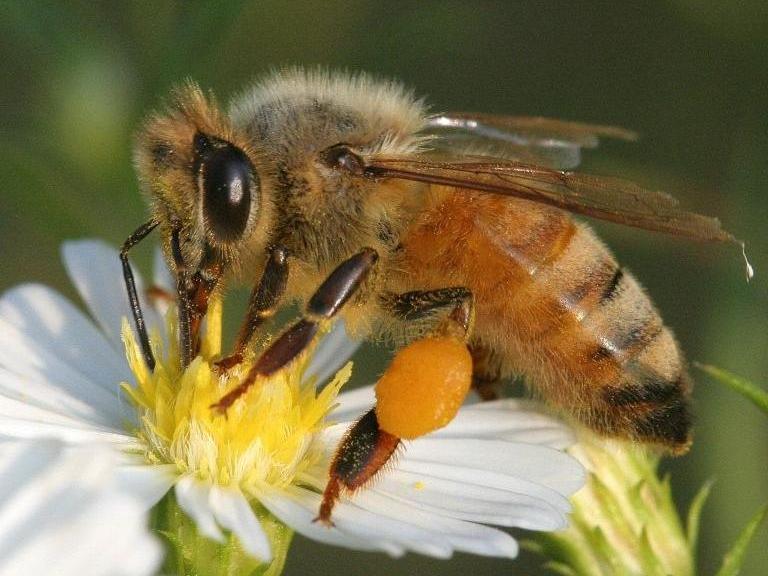 Honeybee gathering pollen