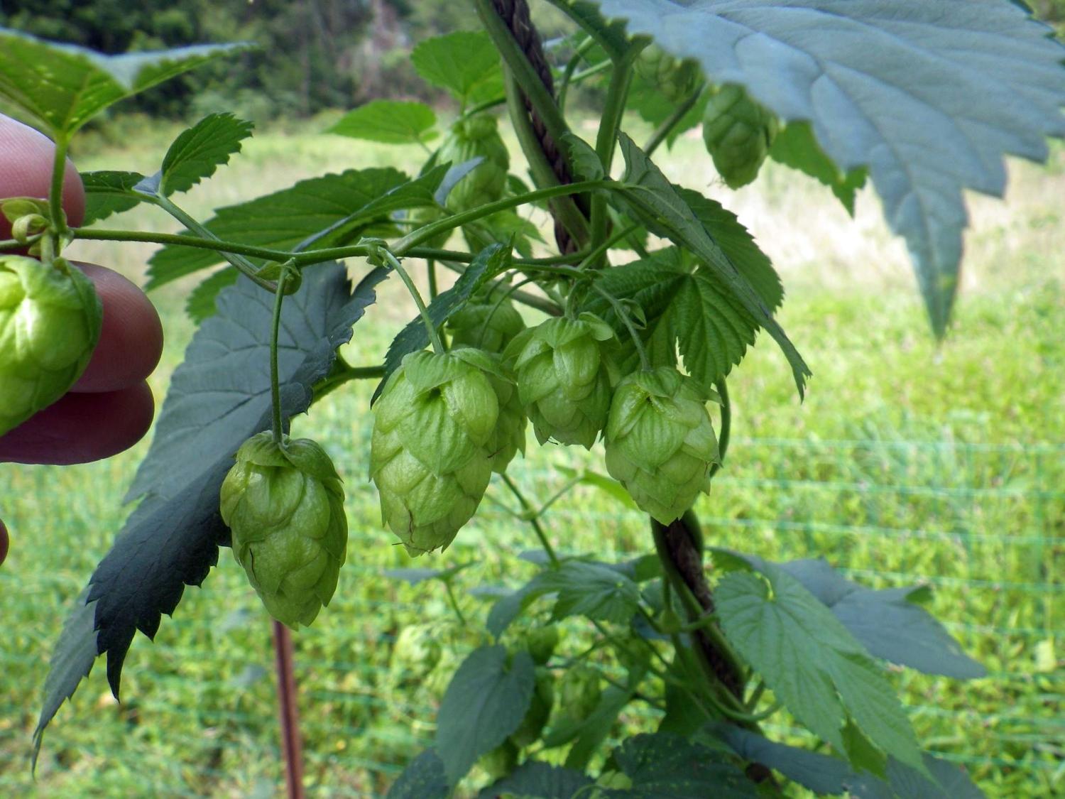 Hops growing on a vine