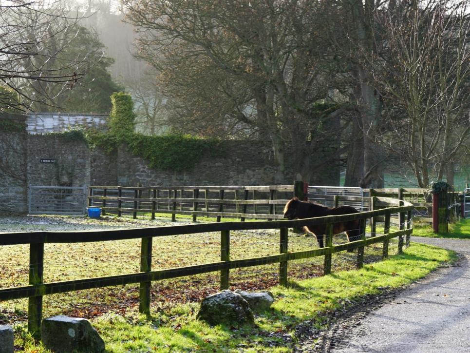 Ireland Horse story