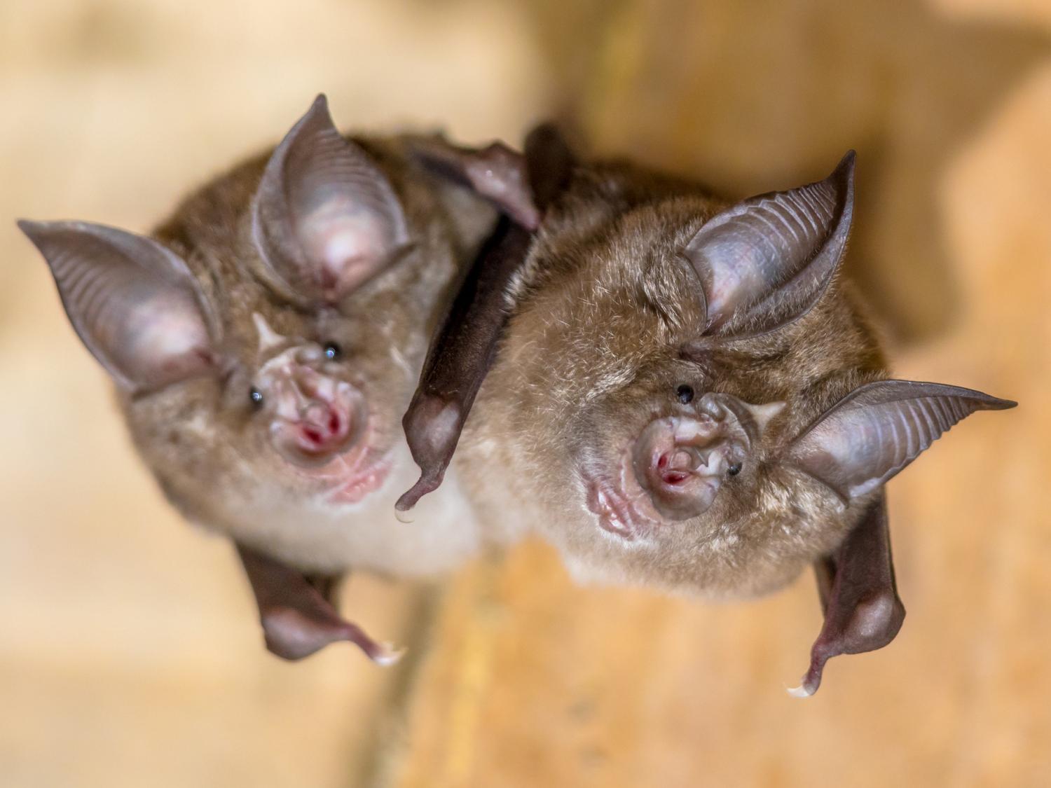 Two horseshoe bats hanging upside down
